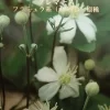 ヘキサペタラ