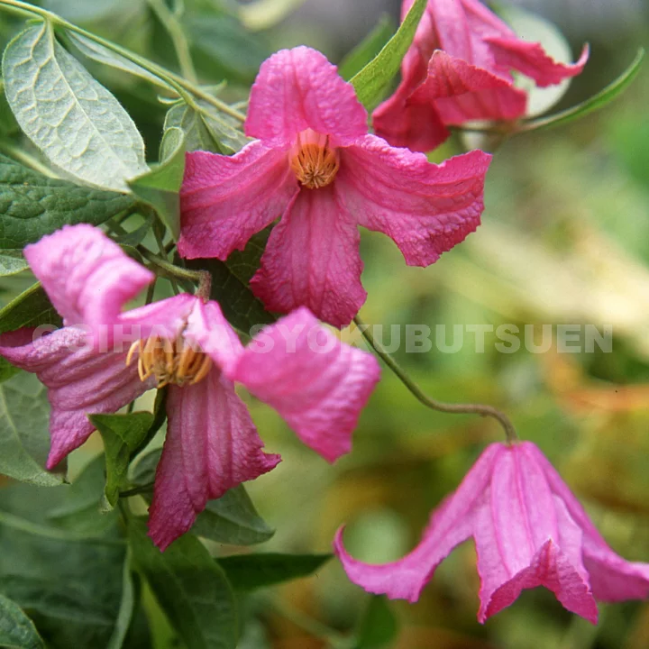 ヘザー・ハーシェル