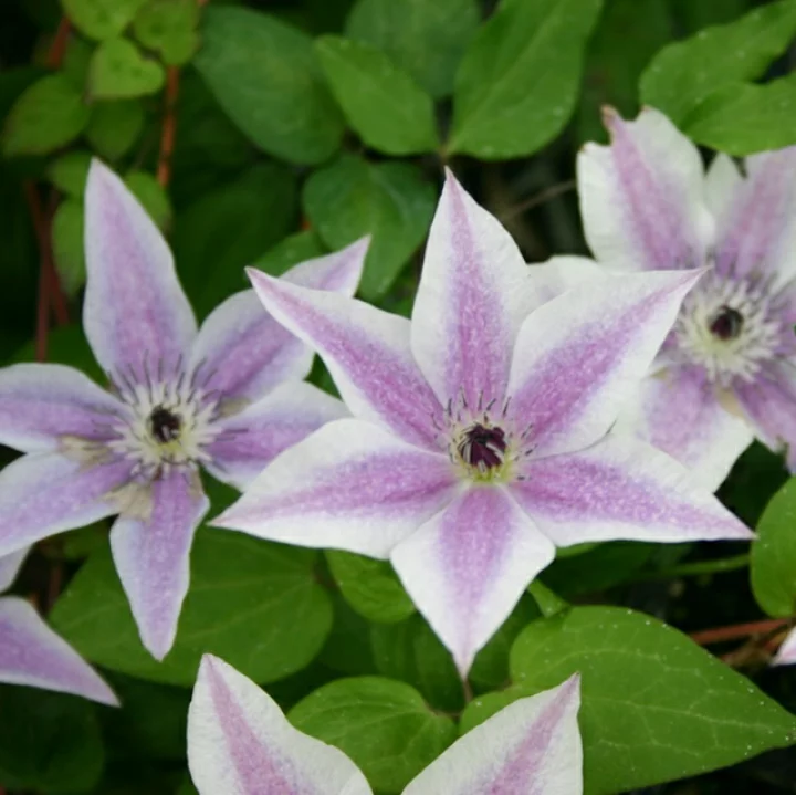 ベスト・ウィッシーズ