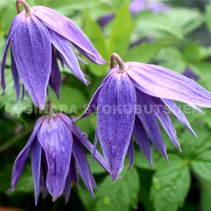 カンパニュリナ・プレナ