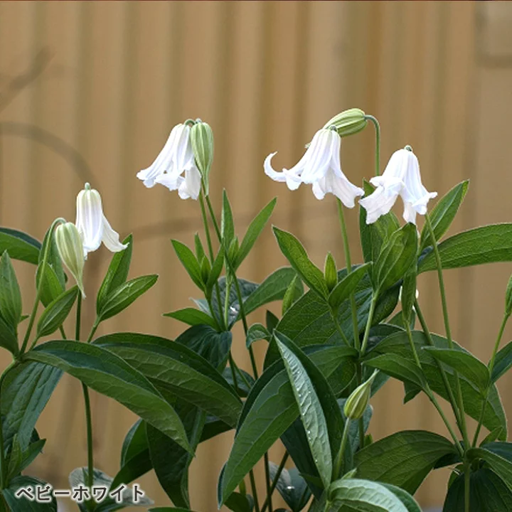 ベビー・ホワイト