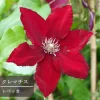 レベッカ