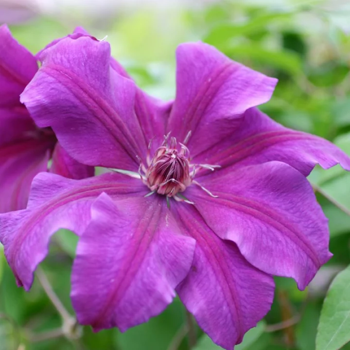 ロイヤル・ベルベット