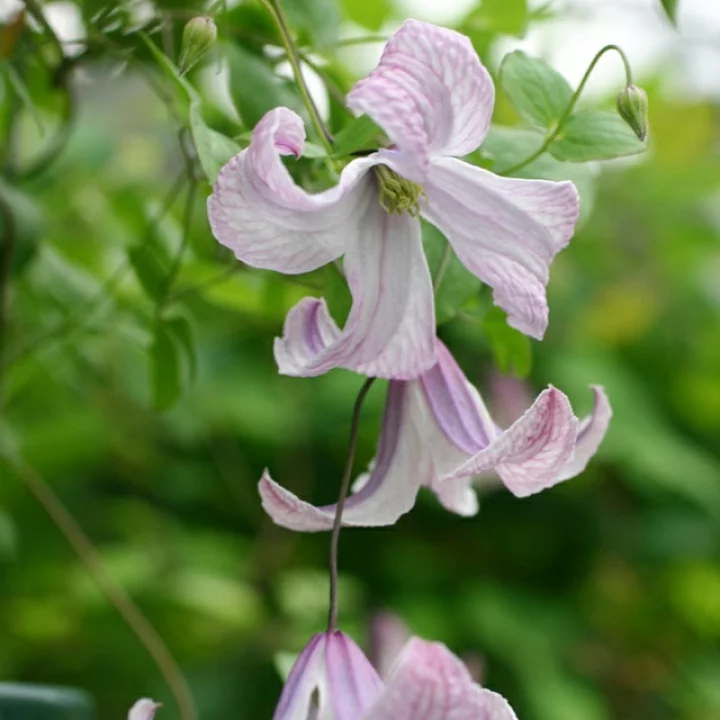 ロージー・パゴダ