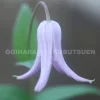 パステル・ブルー