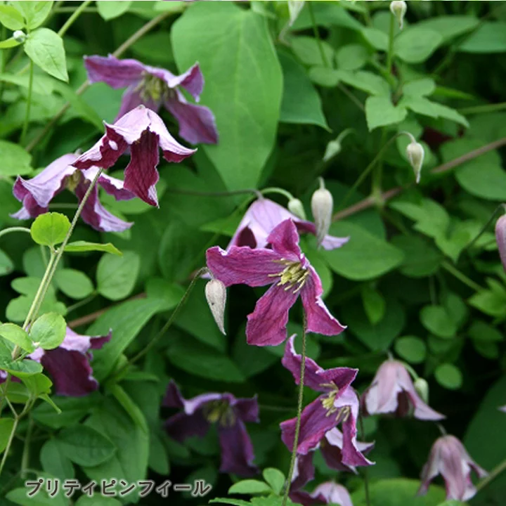 プリティーピンフィール