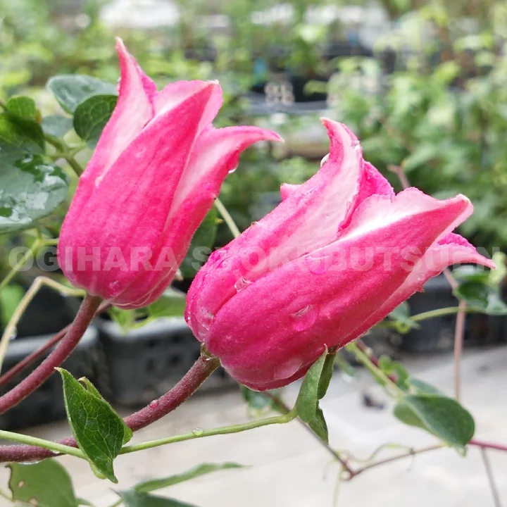 ハッピー・ダイアナ