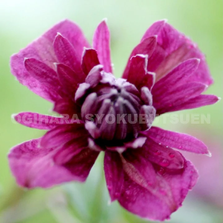 パープレア・プレナ・エレガンス