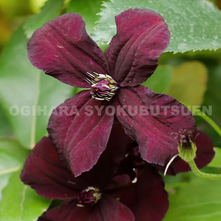 ダーク・アイズ