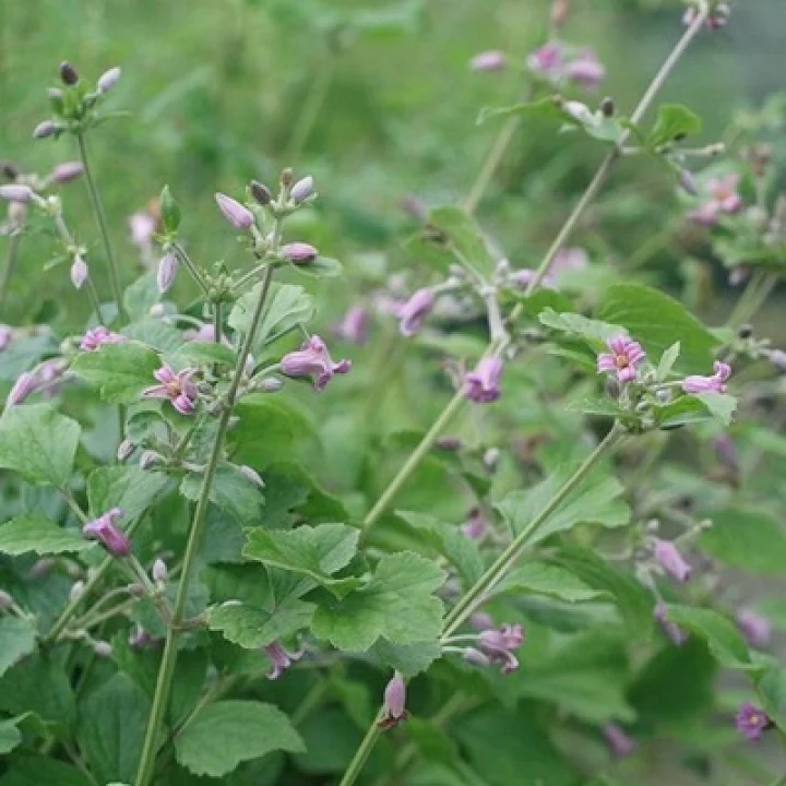 ドワーフ・ピンク