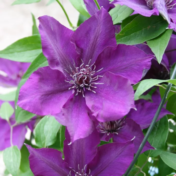 ブーマ・スター