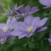 静光