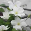 ホワイト・チャペル