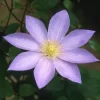 小紫