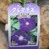ブルー・ベル