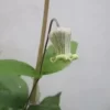 粉引
