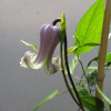 花あさぎ