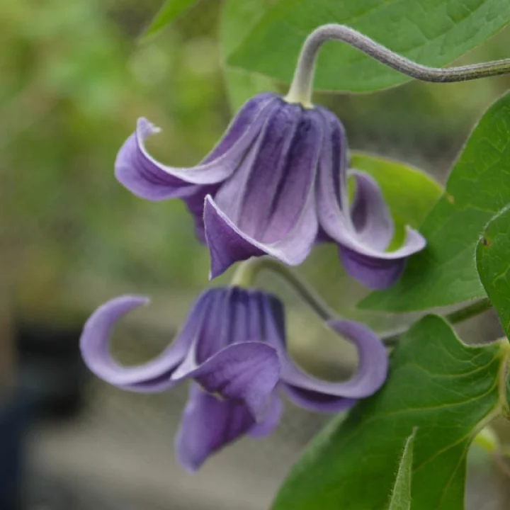 ファッシネーション