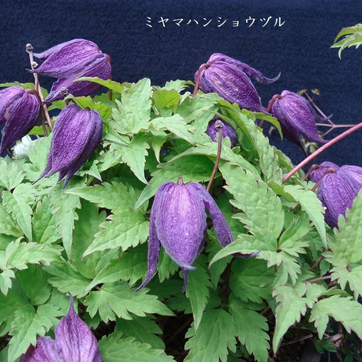 深山ハンショウヅル