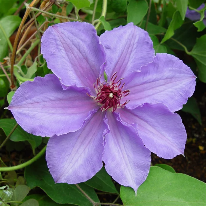 ウィリアム・ケネット