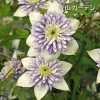 ビエネッタ