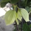 ウィズリー・クリーム