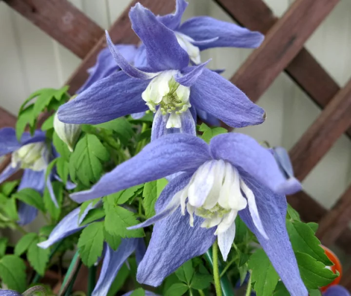 フランシス・ラビリス