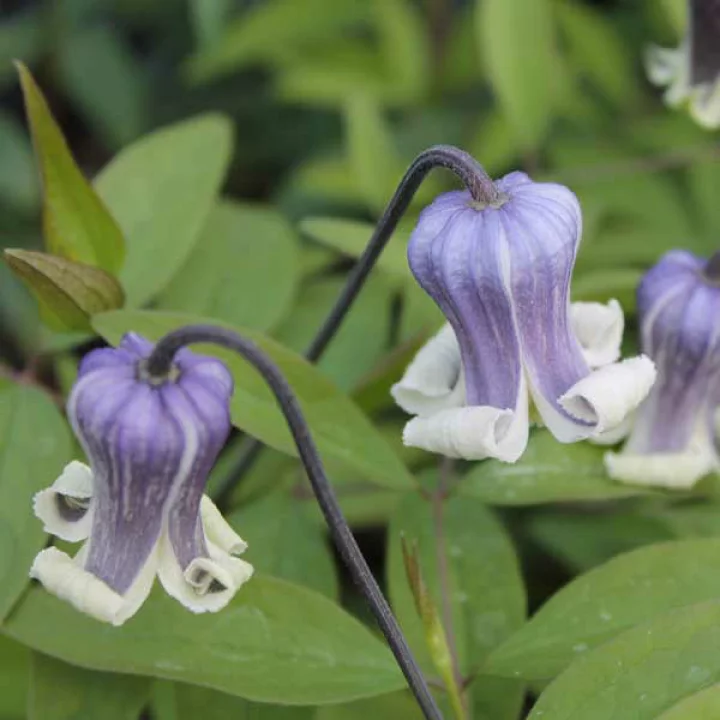 ドクター・マリー