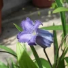 リトル・ベル