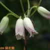 黄金葉ハンショウヅル