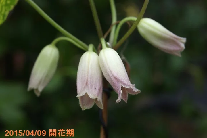 黄金葉ハンショウヅル