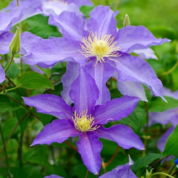 アンナ・ヘルマン