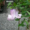 夕顔
