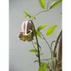 清明