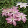 夏茜