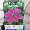 ホフヤナエル