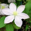 花水川