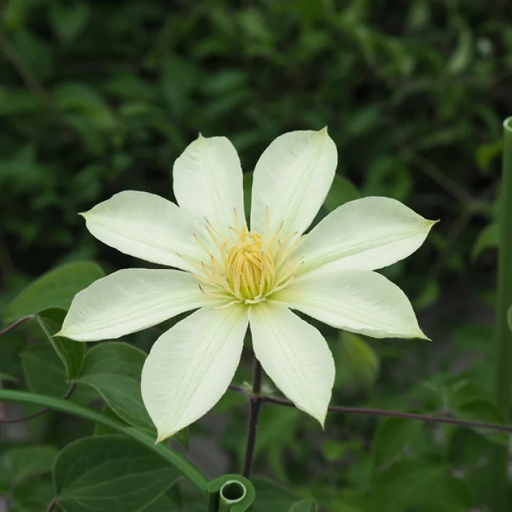 ベルシュタイン