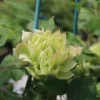 風の忘れもの