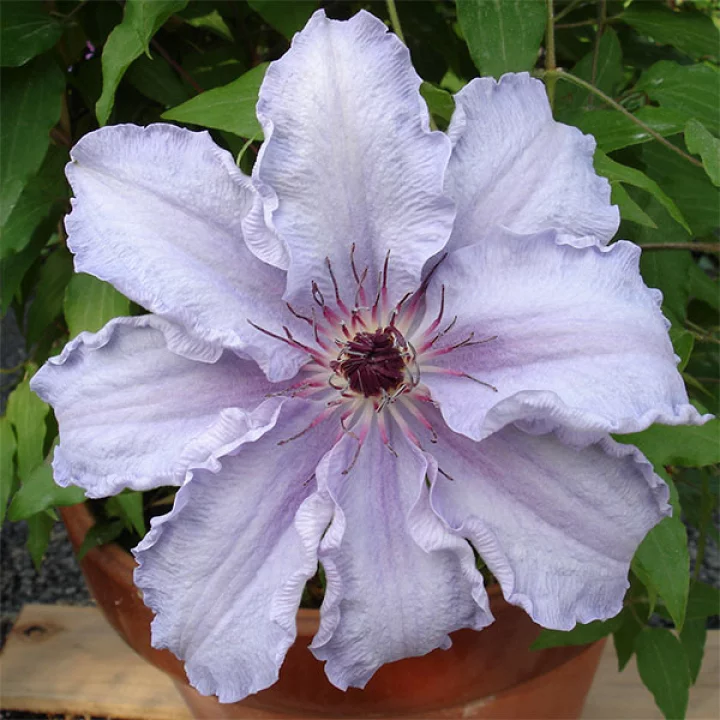 ザ・ファースト・レディ