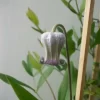 白菫