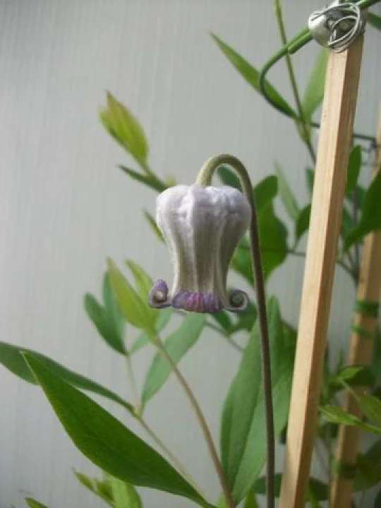 竹間園芸さんクレマチス夕顔・白菫 【公式通販】