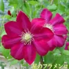 星のフラメンコ
