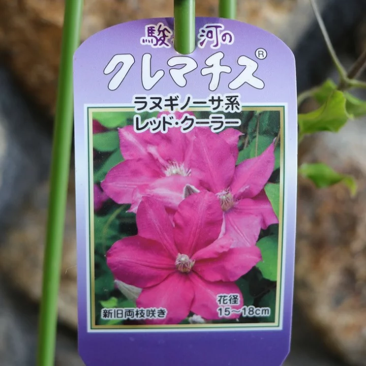 レッド・クーラー