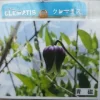 青磁