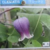 藤丸