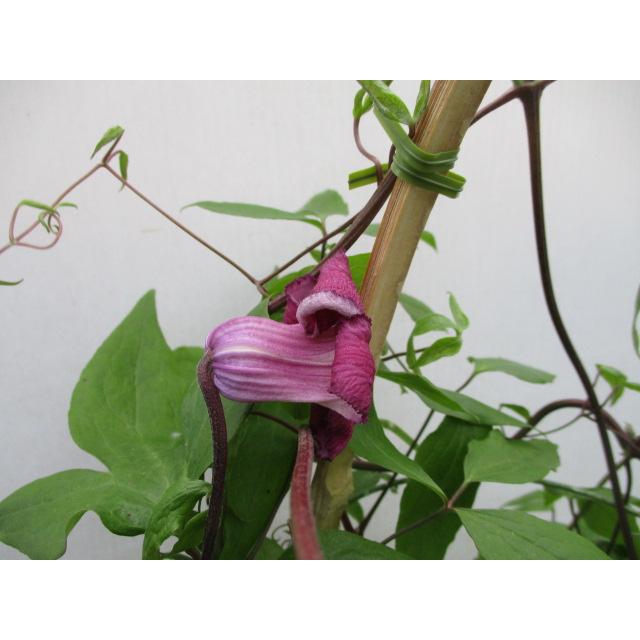 プリンセスレッド