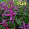 火岳