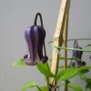 藤煤竹