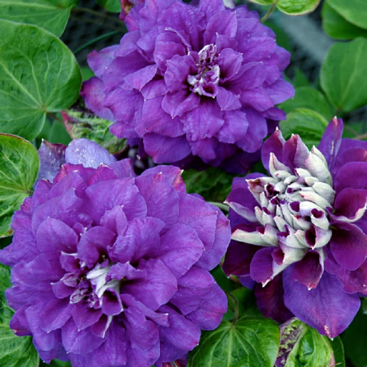 キリ・テ・カナワ